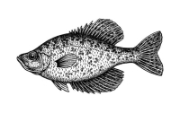 Crappie